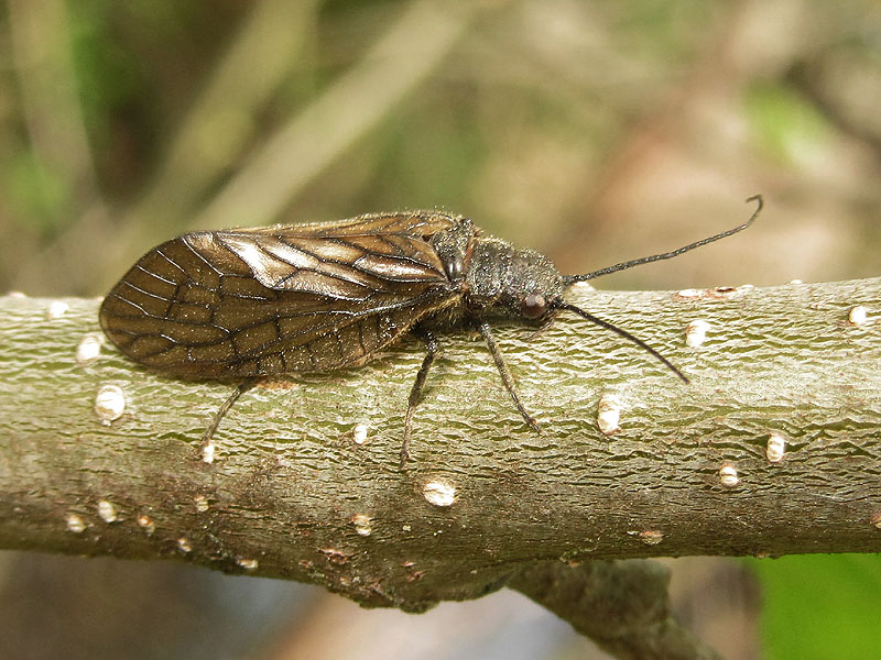 Sialis cfr. lutaria (Sialidae)